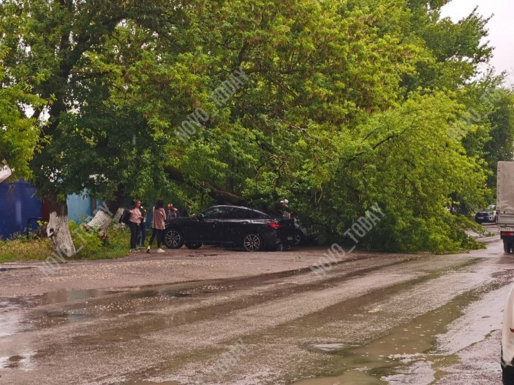 Огромное дерево рухнуло на машины в Волгоградской области: падение попало на видео