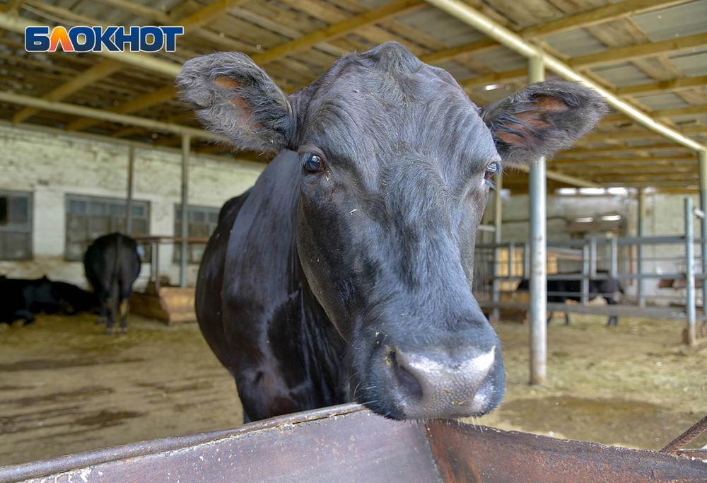 Волгоградский эксперт рассказал, как заменить 720 коров 14 400 головами «в лизинг»