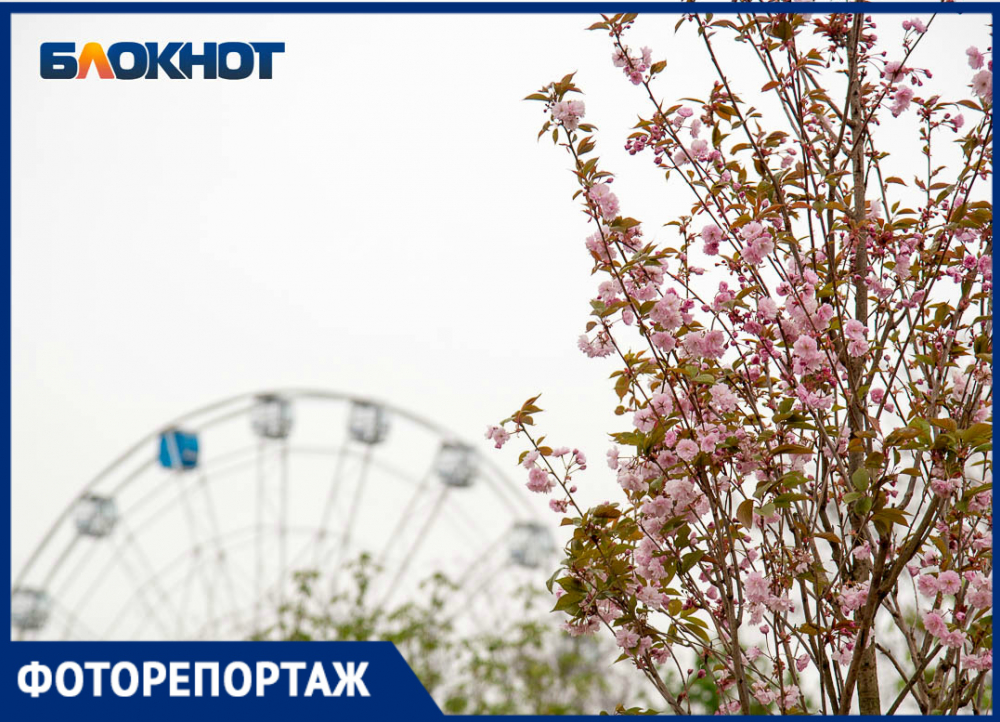 В Волгограде центральный парк с поредевшей растительностью оживили цветущими сакурами