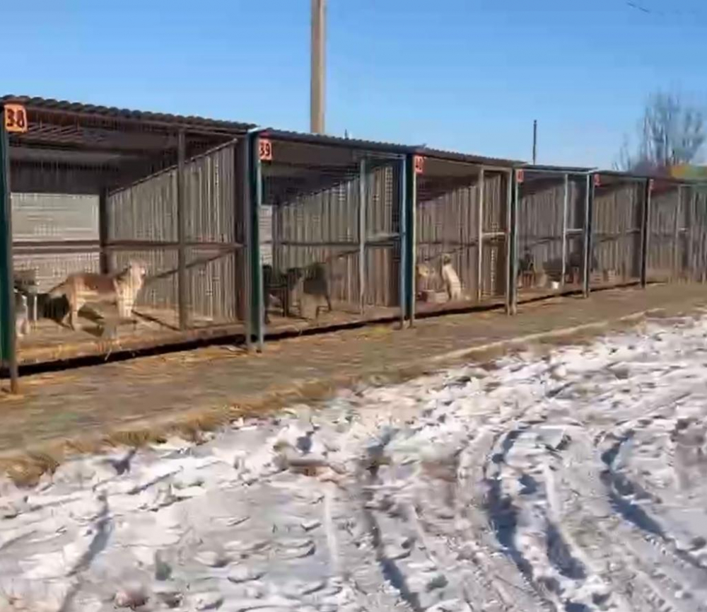 Приют «Лисёна» за два года стерилизует 2300 бездомных волгоградских собак