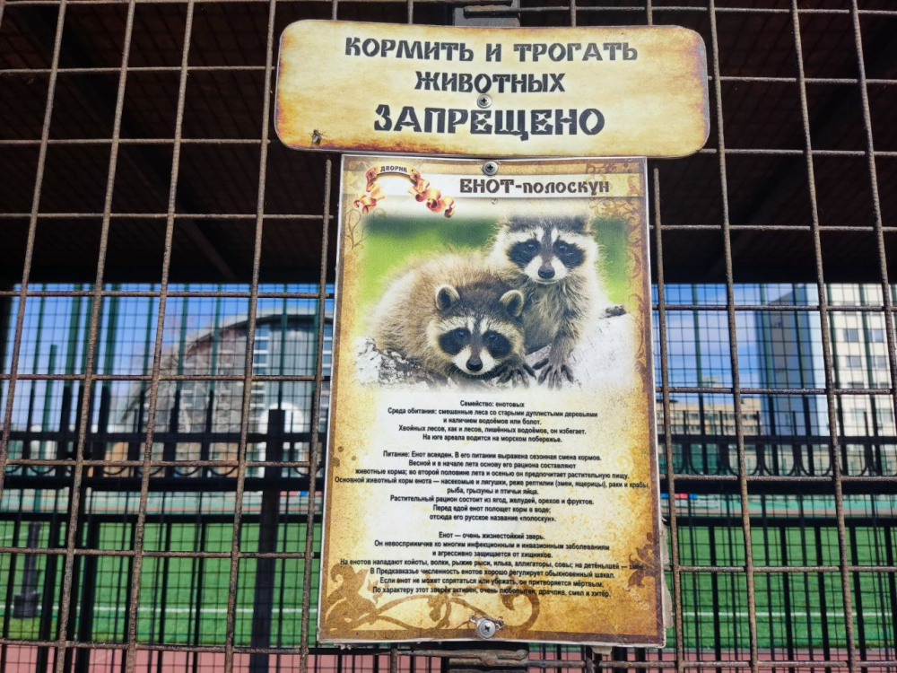 Россельхознадзор нашел нарушения в содержании енотов и филина в волгоградском кафе «Дворик»