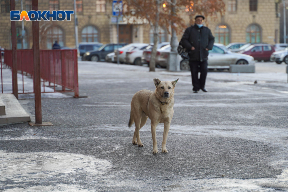 Обязанности чиновников и запреты для волгоградцев зафиксировали в документе о борьбе с агрессивными собаками