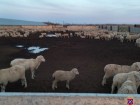 Волгоградским чабанам грозит 6 лет тюрьмы за обмен овец на машину 