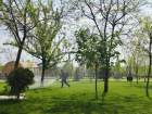 Два парка в Волгограде обработают от комаров и мошкары 2 июня 