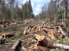 Под Волгоградом 28-летний мужчина срубил 46 деревьев на дрова
