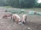«На острове Сарпинский каннибализм свиней»: волгоградец шокирован расправой над барашком 
