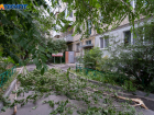В Волгограде зеленые насаждения хотят привести к единообразию