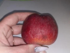 На сморщенные яблоки в школьных столовых Волгограда пожаловались родители 
