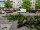 Мэр Волгограда в пять раз снизил компенсацию за порчу зеленых насаждений