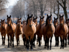 Табун лошадей заметили в популярном ЖК Волгограда 