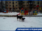 Стаи собак хватают детей за капюшоны и ранцы в центре Волгограда