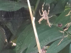 Жители Волгоградской области обеспокоены появлением пауков-ос