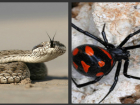 Почему волгоградцы до смерти боятся пауков каракуртов и змей