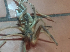 Ядовитые пауки фаланги атакуют квартиры волгоградцев
