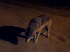 На юге Волгограда по улицам гуляет волчица