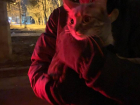 Неизвестный меценат потратился ради спасения кошки в Волгограде 