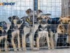 Разрешения на кормление уличных собак добиваются в Волгограде через петицию
