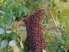 Волгоградцев испугал пчелиный рой во дворе многоэтажки