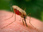 Роспотребнадзор предупредил волгоградцев о возможности заражения малярией