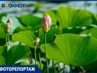 Зацветающие лотосы редкой красоты в Волгоградской области показал фотограф