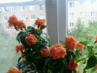 7 советов в обращении с кроссандрой оранжевой для волгоградских любителей комнатных растений