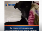 «Ее сбили и ставили над ней опыты»: в Волгограде спасают собаку с ампутированными лапами