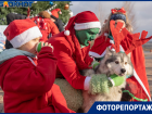 Гринч против Деда Мороза: в Волгограде зажгла огни главная новогодняя елка 