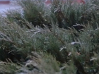 Обрушившийся на Волгоград ледяной дождь сняли на видео 
