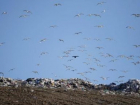 Волгоградскую фирму оштрафовали за свалку возле аэропорта, на которую слетаются птицы