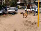 Собака покусала 7-летнюю девочку на детской площадке, - жительница запада Волгограда 