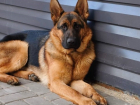 Ищущая взрывчатку служебная овчарка пропала в Волгограде