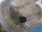 Волгоградка обнаружила у себя дома ядовитого паука каракурта