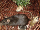 В зоопарке Волгограда крыса приютила мышат, вместо того, чтобы их съесть 