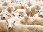 Под Волгоградом пропало стадо из 130 овец