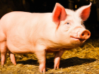 В Волгоградской области значительно сократилось производство свинины 