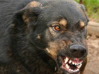 В Волгограде бродячая собака едва не загрызла двухлетнюю малышку