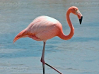 Жителей Волгоградской области просят помочь в поисках розового фламинго