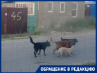 «Ждите, вы в очереди 2475-е»: отлов не справляется с бродячими собаками в Волгограде