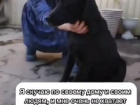 «Постоянно плачет и не спит»: черного лабрадора нашли у тоннеля в Волгограде