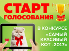 Стартует голосование за победителей конкурса «Самый красивый кот-2017»