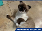 Могли выкинуть хозяева: породистую кошку с оторванной лапкой спасают в Волгограде 