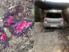 Расстрелял собаку из ружья дачник на глазах соседки в Волгоградской области  