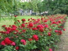 1750 кустов морозостойких роз украсят Аллею Славы в Волгограде