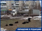 «Собаки дремлют, как и администрация»: стая животных оккупировала главный бульвар юга Волгограда