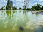 В пруду Волгоградского ЦПКиО сняли на видео 7 больших черепах