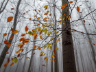 Мужчина с родственниками ушел в лес в Волгоградской области и заблудился