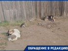 Собак видно даже со спутника: беспокойная жизнь на улице Спокойной в Волгограде