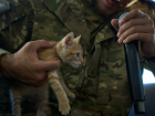 Бойцы СВО передали волгоградским курсантам спасенного при обстреле котенка