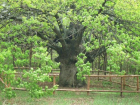 Доживший до 440 лет волгоградский дуб-великан может стать «Российским деревом года»
