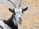 Волгоградскую область преимущественно населяют овцы и козы